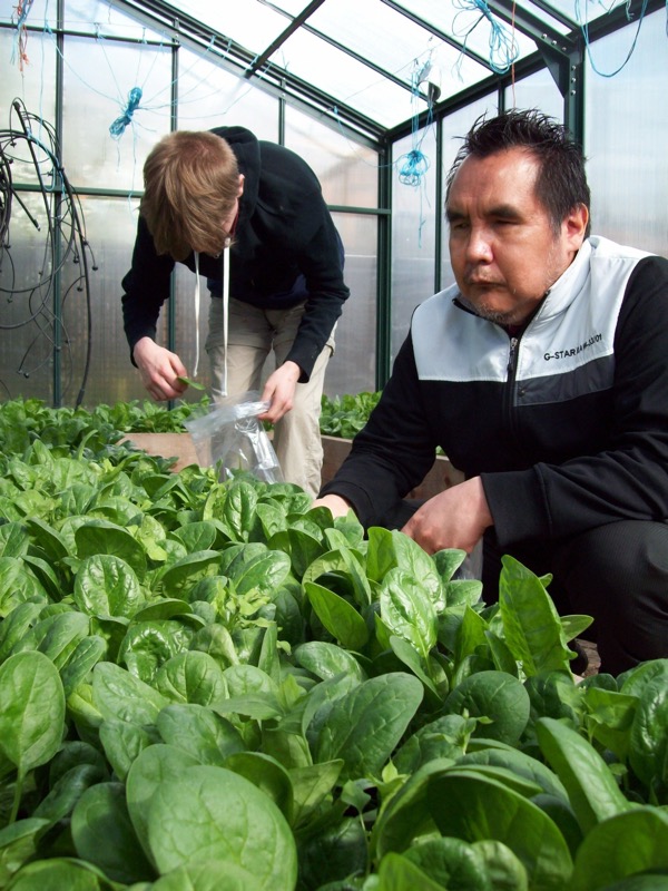 Spring_Spinach_Harvest.JPG