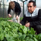 Spring_Spinach_Harvest.JPG