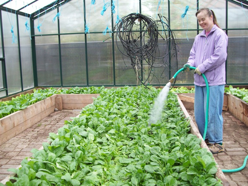 Watering_Spring_Spinach.JPG