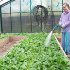 Watering_Spring_Spinach.JPG