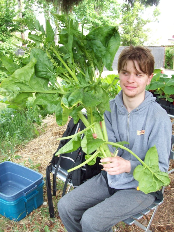 Giant_Spinach.JPG