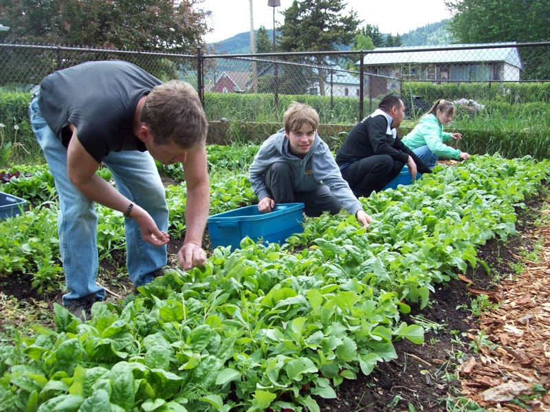 Late_Spring_Spinach.JPG