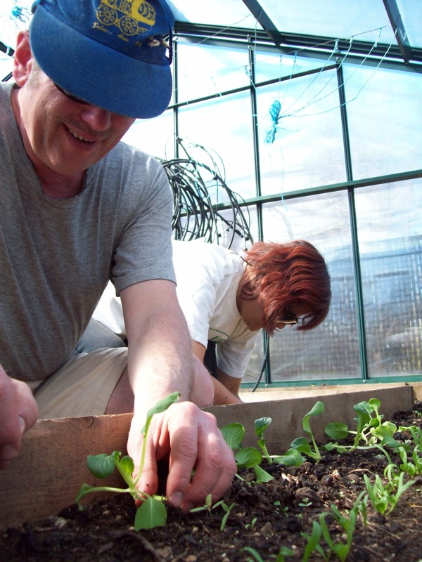 Transplanting_Pak_Choi.JPG