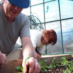 Transplanting_Pak_Choi.JPG