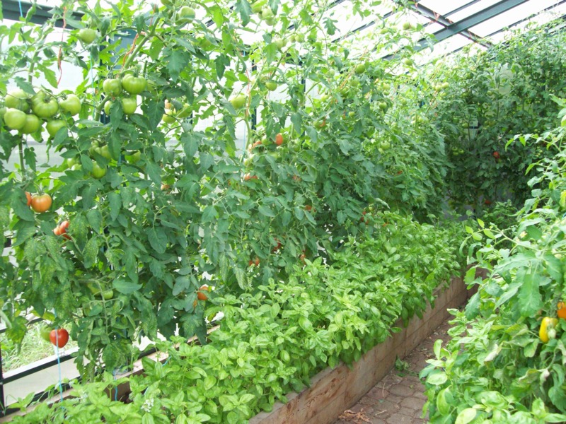 Greenhouse.JPG