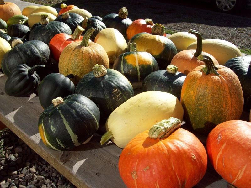 Squash_Curing.JPG