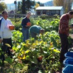 Squash_Harvest.JPG