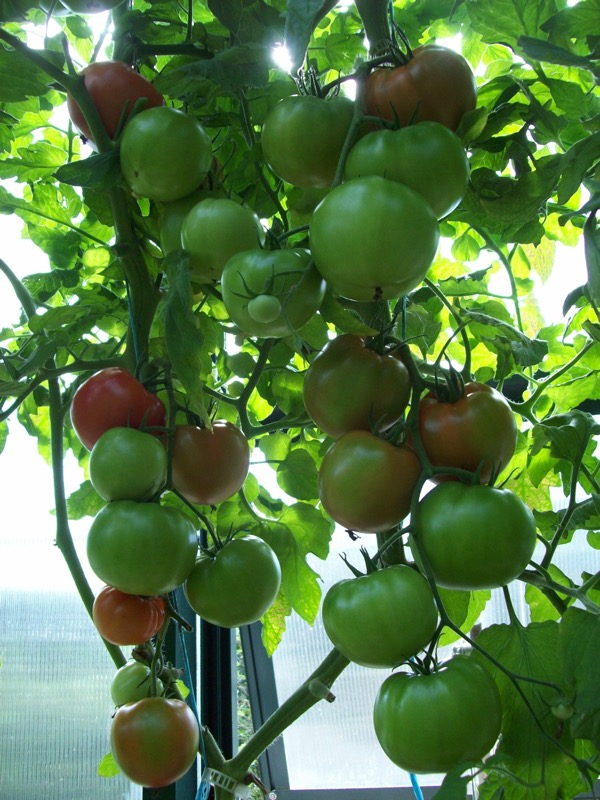 Tomatoes_1.JPG