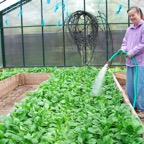 Watering_Spring_Spinach.JPG