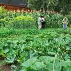 Garden_1.JPG