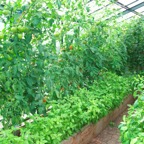 Greenhouse.JPG